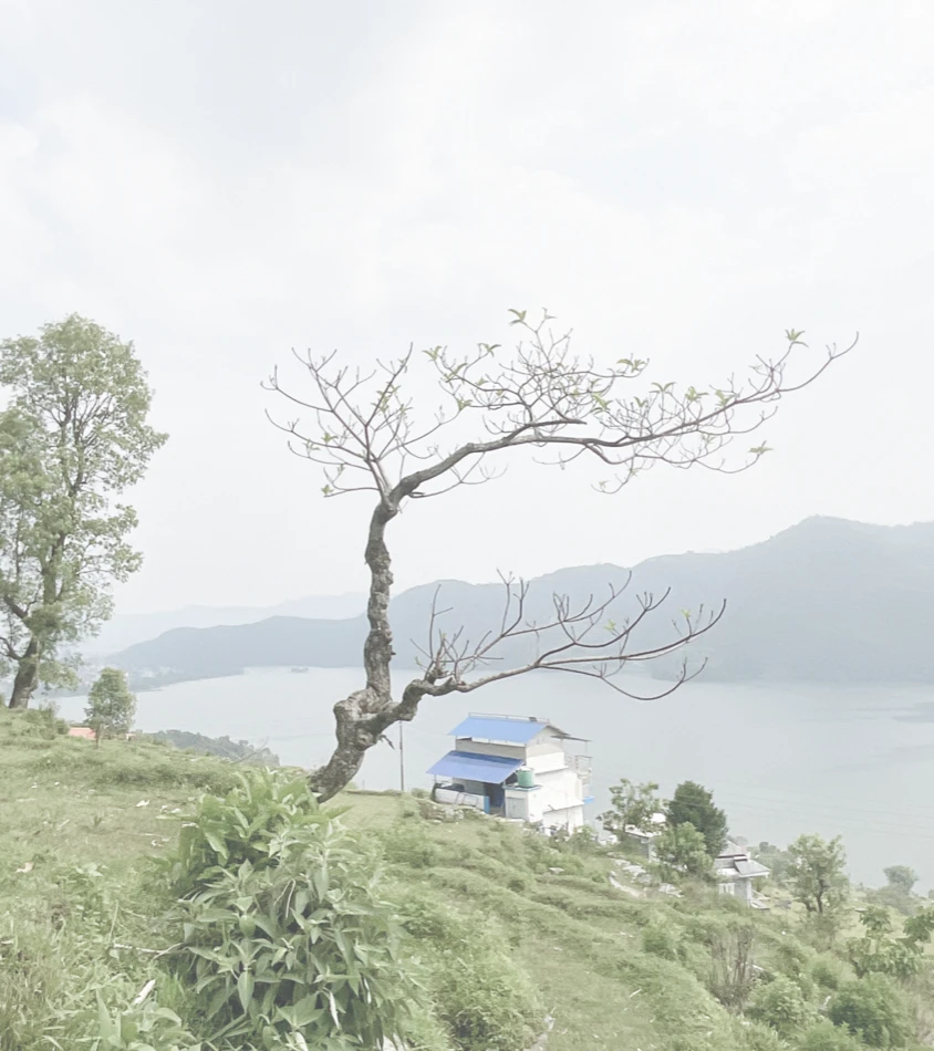 Tree on the hillside at Khapaudi overlooking Fewa Lake